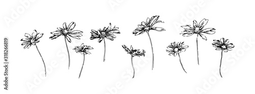 Set of hand drawn chamomile flowers. Stylized sketch decorative botanical vector illustration. Black isolated image on white background