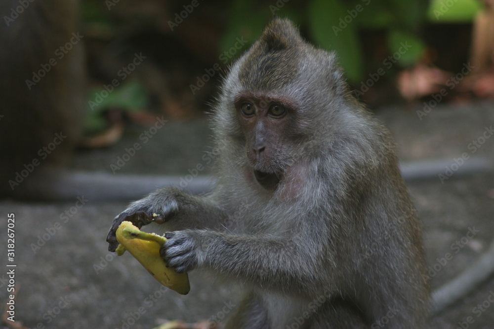 Fototapeta premium Koh Phangan Island, Surat Thani, Thailand