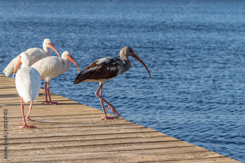 flock of wading birds on a dock