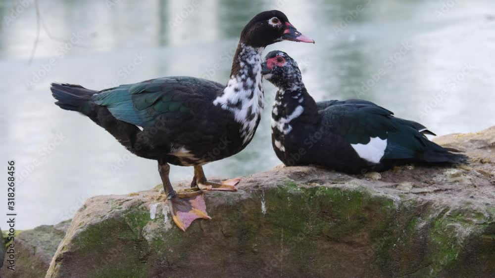 Close up of two Muscovy ducks together on a rock beside a pond. Close up of two Muscovy ducks together on a rock beside a pond.