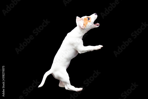 Jack Russell puppy in a jump on a black background