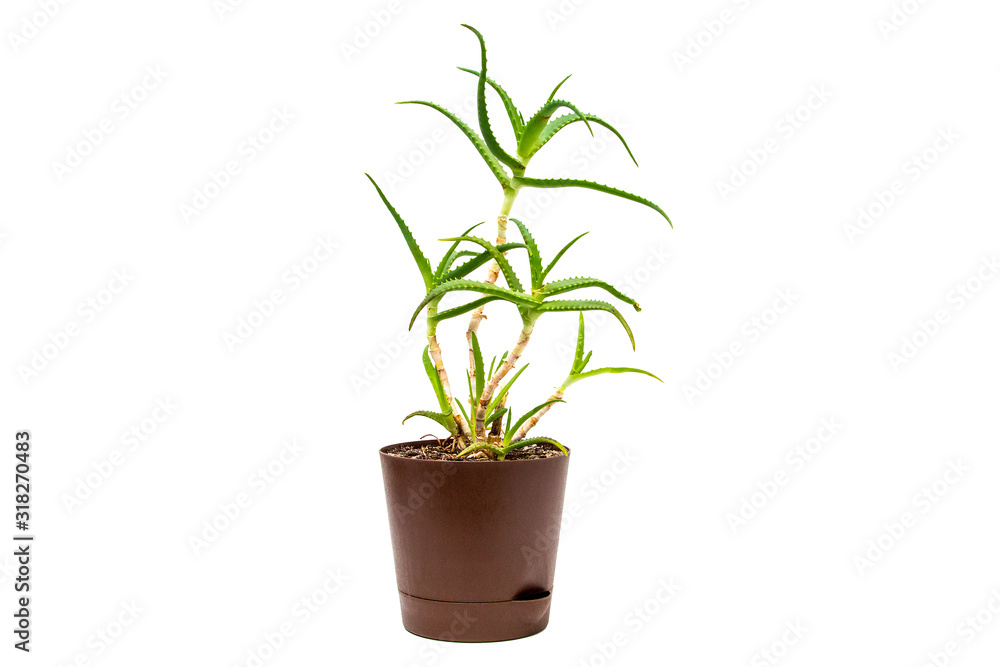 Indoor plant isolated on white Indoor plant isolated on white