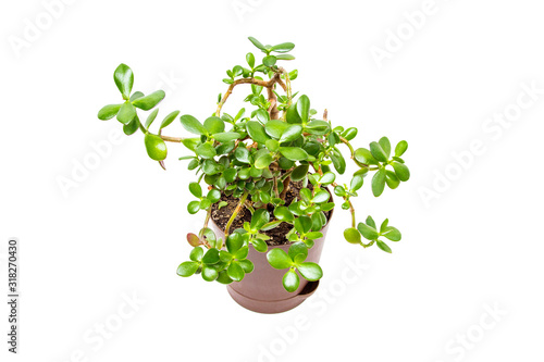 Indoor plant isolated on white