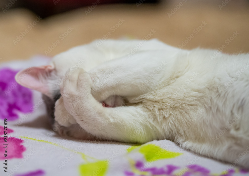 Young white cat covered its face with its paws