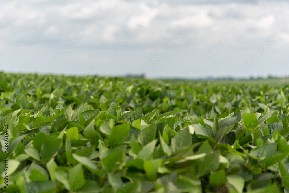 Soybean plantation and production farm in Brazil Soybean plantation and production farm in Brazil