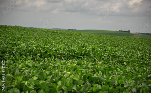 Soybean plantation and production farm in Brazil