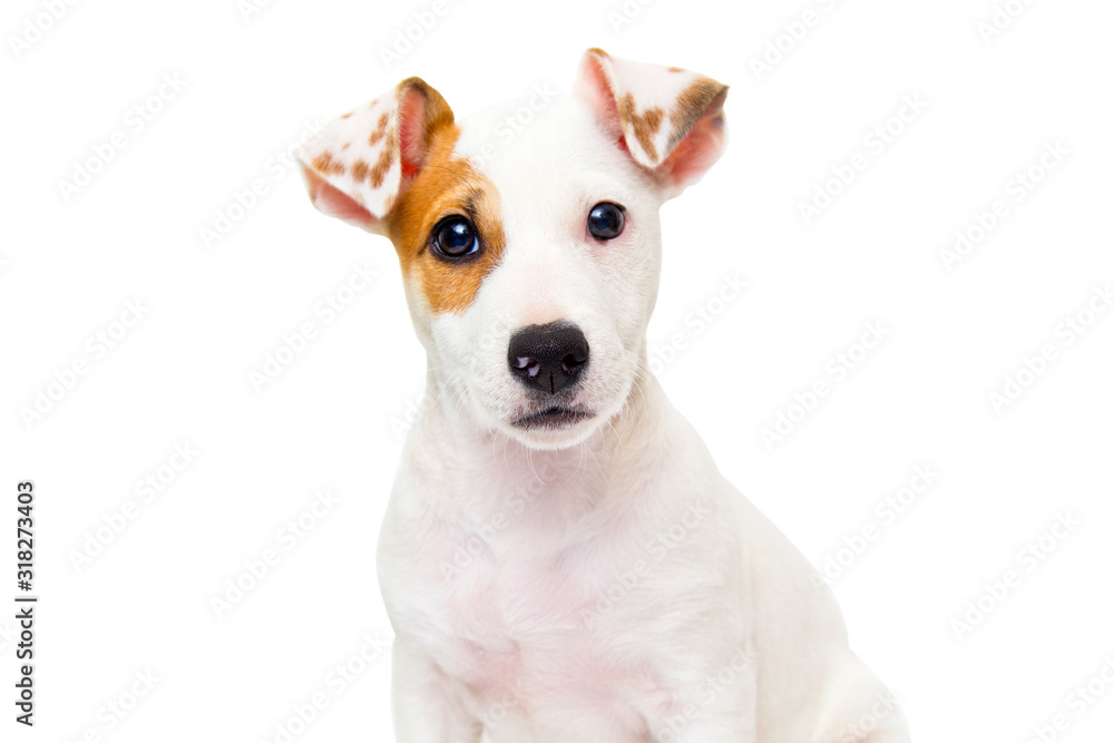 Jack Russell isolated on white