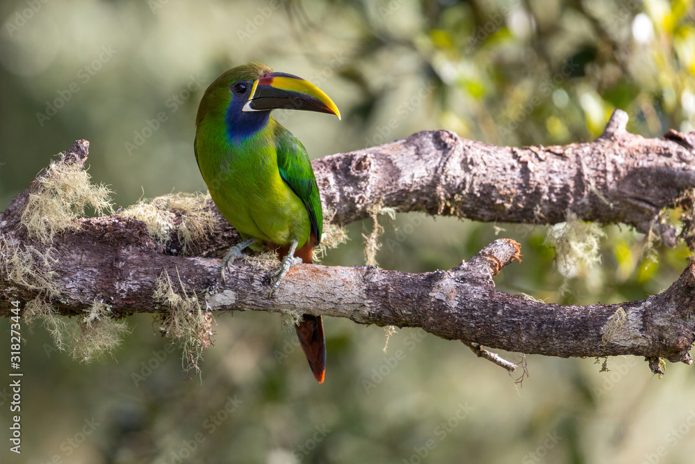 Obraz premium Emerald toucanet perched in a tree, San Gerardo de Dota, Costa Rica