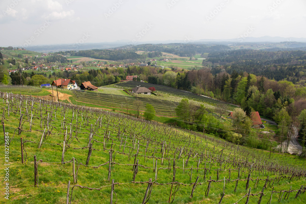 vineyard in austria