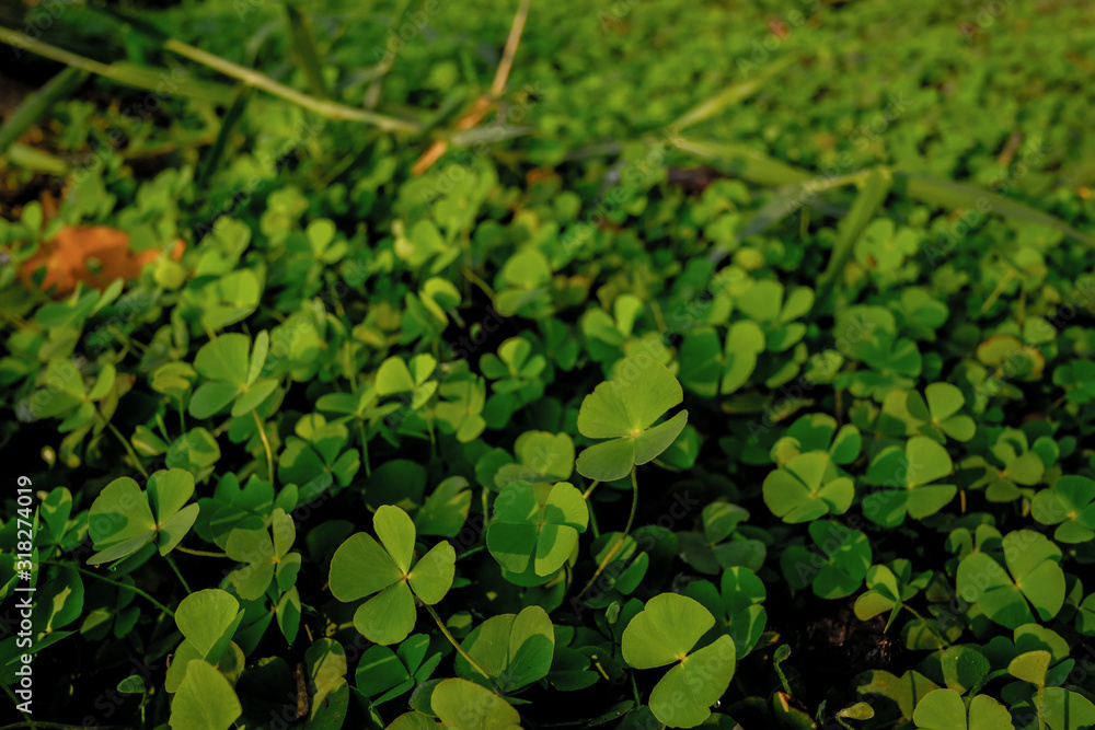 Green clover leaf isolated on white background. with three-leaved shamrocks. St. Patrick's day holiday symbol. Green clover leaf isolated on white background. with three-leaved shamrocks. St. Patrick's day holiday symbol.