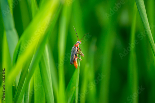 Soldier beetle watching for prey from a tall grass. Springtime concept.