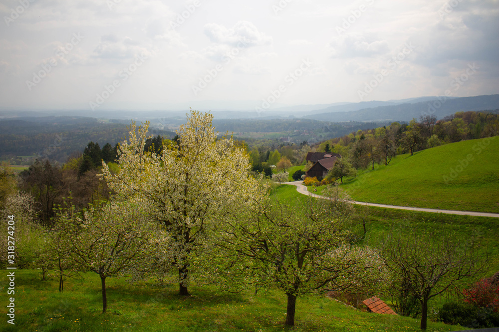 Obraz premium landscape with green field and blue sky