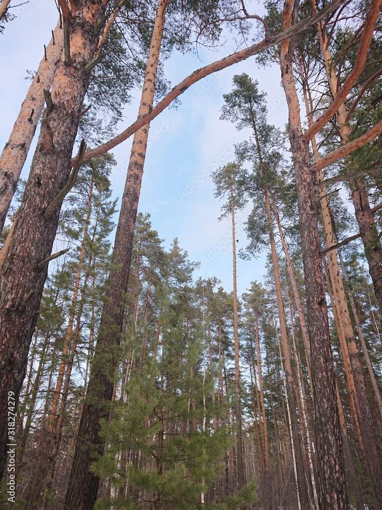 Fototapeta premium trees in the forest