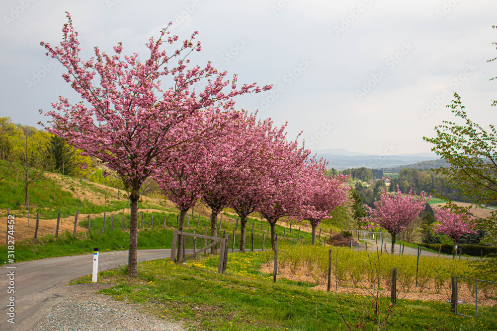 Fototapeta premium cherry tree in bloom