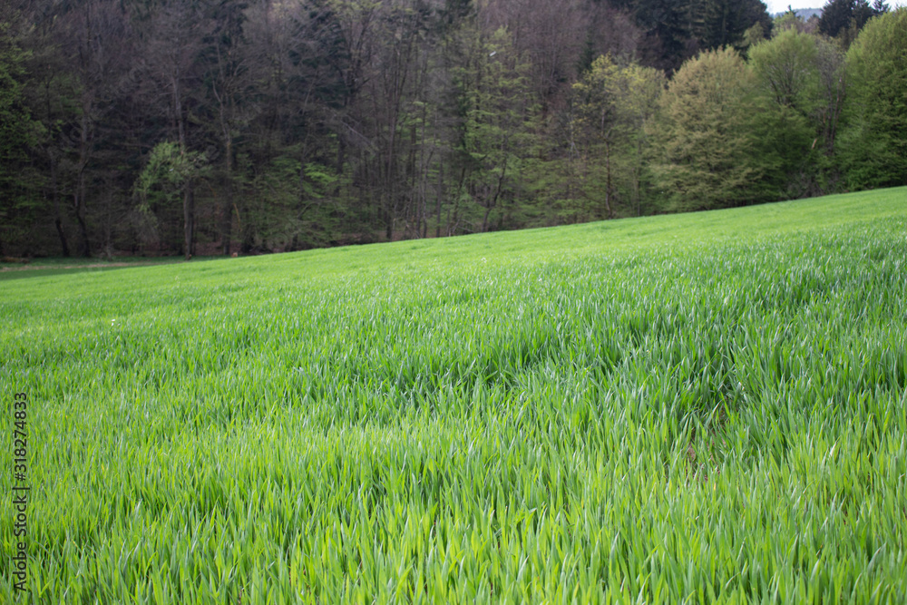 Obraz premium green grass field in spring