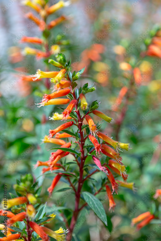Mexican cigarplant flower closeup on a branch with flowers.