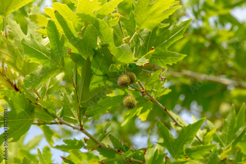 California syncamore tree closeup. Lush foliage background of tree banches coveres in green leafs and balls with seeds. photo