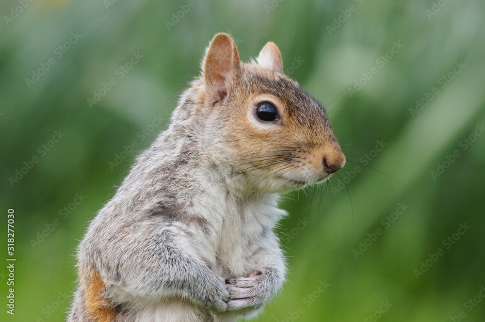 Close up portrait of grey squirrel in a park Close up portrait of grey squirrel in a park