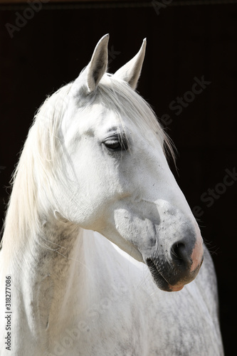 Pferd, Portrait