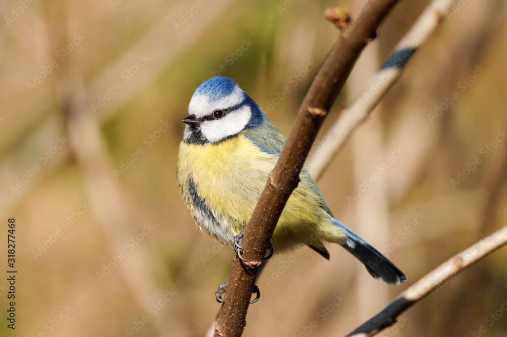 Fototapeta premium Eurasian blue tit (Cyanistes caeruleus)