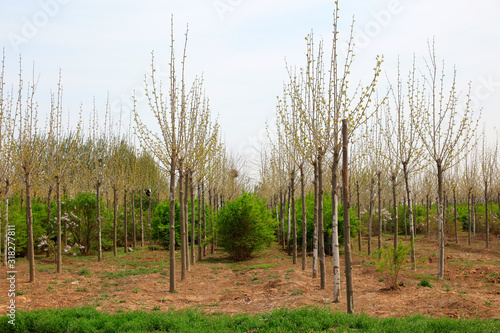 seedlings in the nursery photo