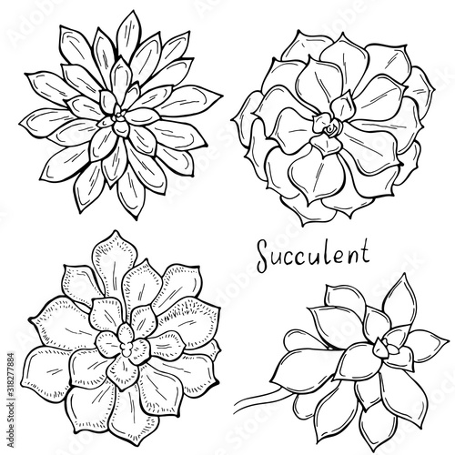 Set of outline succulents on a white background. Flowers in the desert. Vector illustration. Perfect for coloring book, greeting card, print.