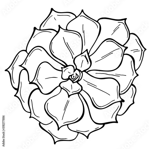 Hand drawn outline succulent on a white background. Flowers in the desert. Vector illustration. Perfect for coloring book, greeting card, print.