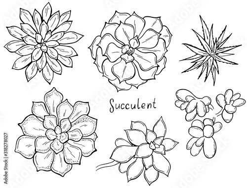 Set of outline succulents on a white background. Flowers in the desert. Vector illustration. Perfect for coloring book, greeting card, print.