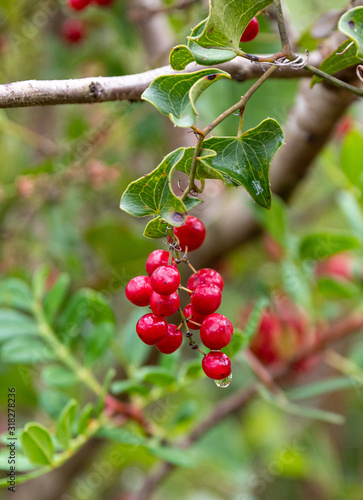 Sarsaparilla - Smilax Aspera with juicy red berries. The photo was taken in October in Crete, Greece photo