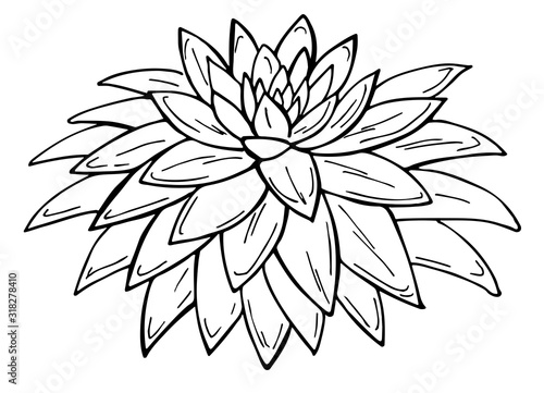 Hand drawn outline succulent on a white background. Flowers in the desert. Vector illustration. Perfect for coloring book, greeting card, print.