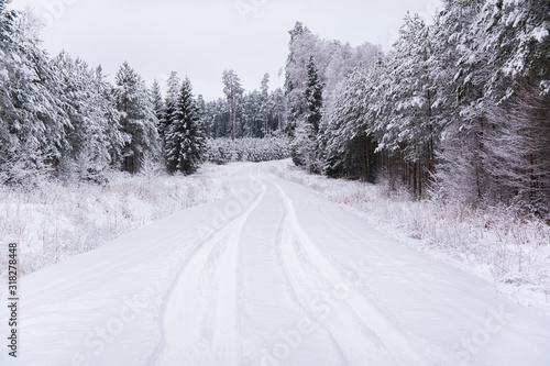 Winter landscape of forest, woodland covered in white snow © Edgars