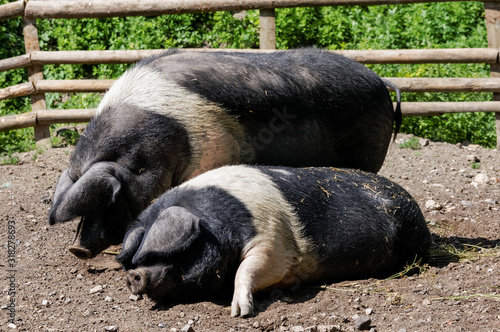 Obraz na plátně Wessex Saddleback pigs at the farm