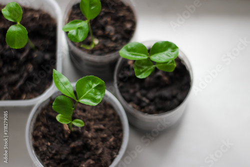 young plant in pot isolated on white, grapefruit sprouts