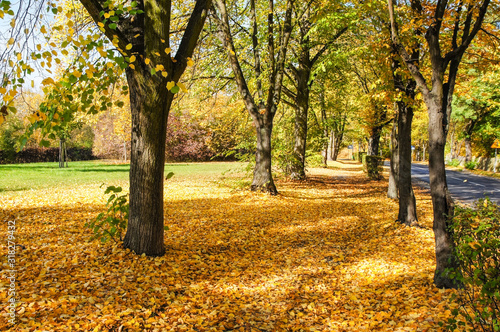 Fototapeta Colorful foliage in the autumnal park