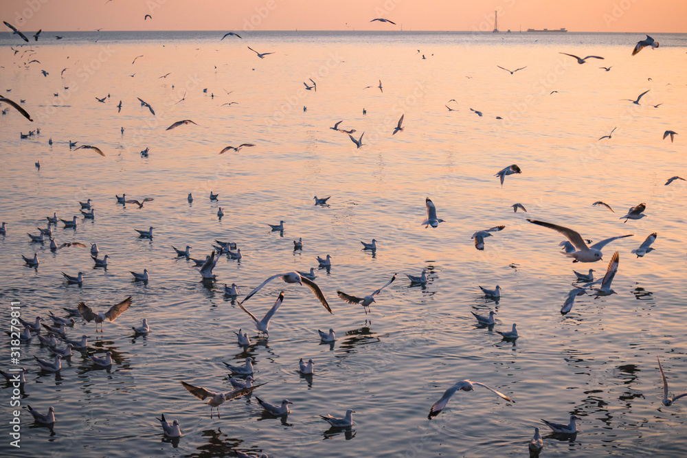 Fototapeta premium seagulls are swimming in the sea