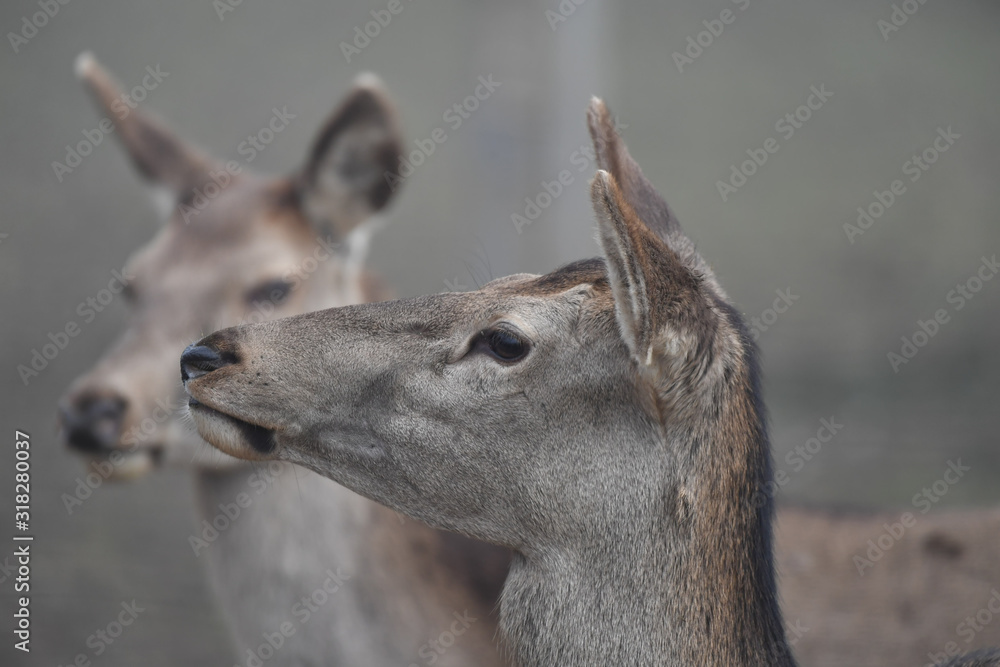 Fototapeta premium Rothirschkühe