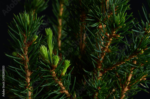 Canadian spruce in a pot close-up on a dark background