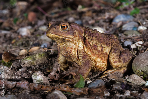 Male specimen of Common or European toad (Bufo bufo) moving during the night in direction of the breeding pond