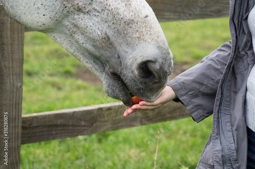 Horse eating apple from hands of woman