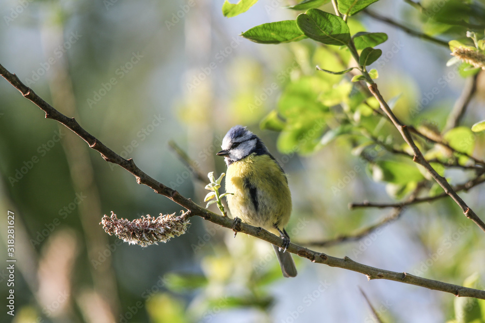 Obraz premium Blaumeise