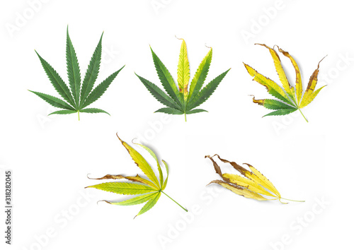 Fototapeta Set incomplete marijuana leaves sick wilting and drooping with characteristics of the leaf that yellow and burns or rust due to lack of minerals and nutrition deficiency isolated on white background