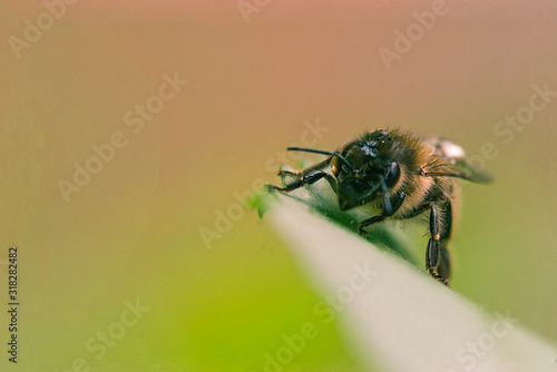Wallpaper Mural bee on leaf Torontodigital.ca