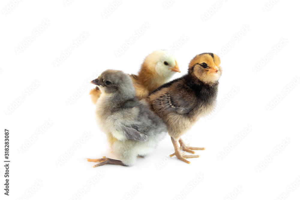 Fototapeta premium Colorful chicks group from chicken color eggs easter egger and olive egger isolated on white background.