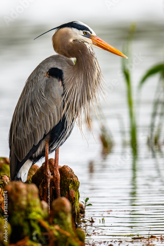 Great Blue Heron