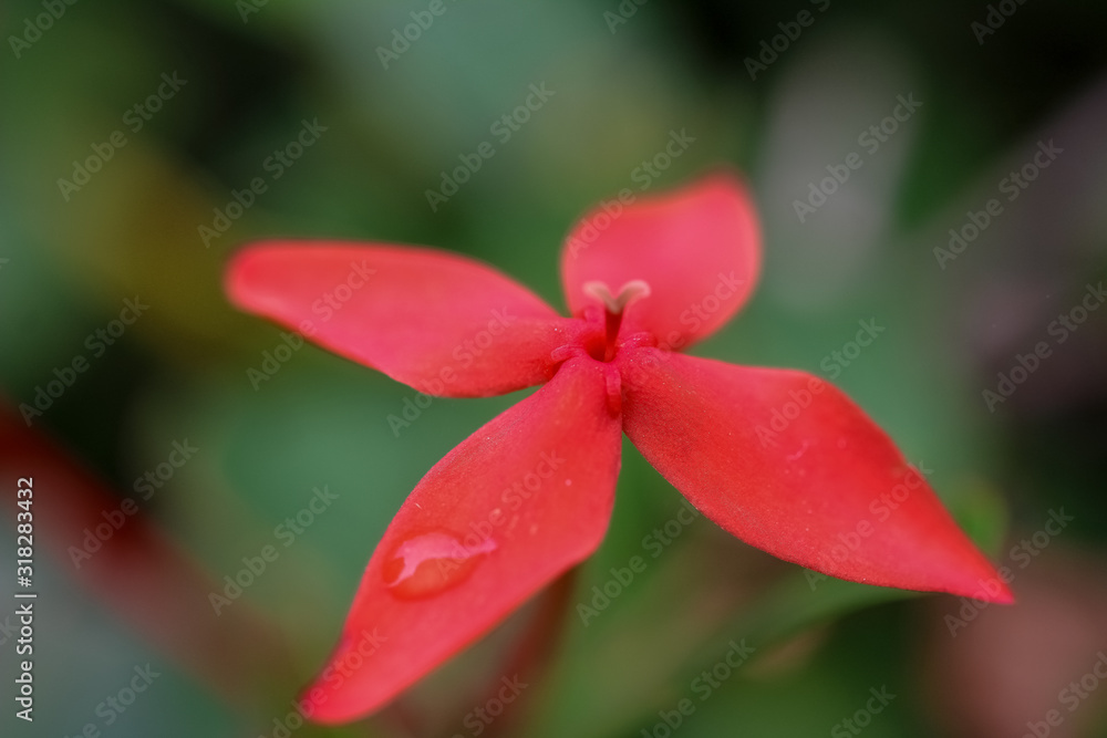 red flower with drops of water
