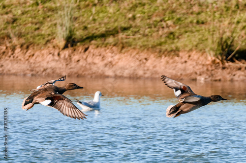 ducks on lake