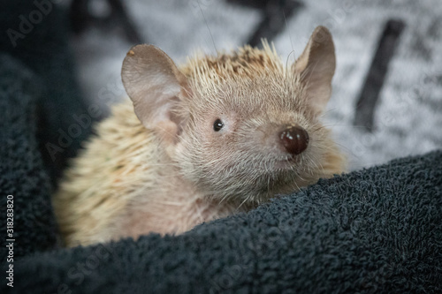 baby hedgehog photo