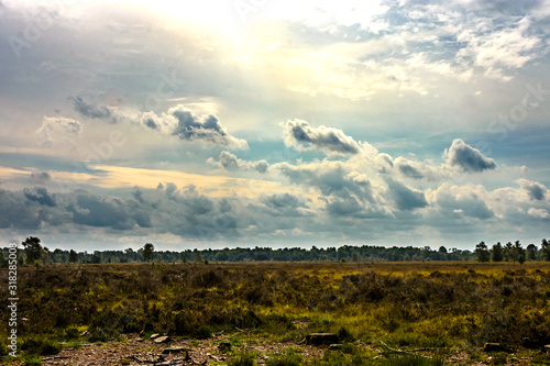 clouds over trees