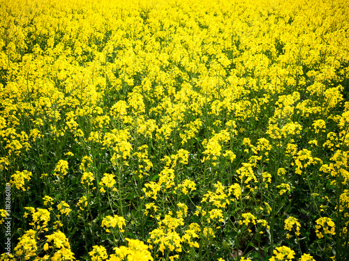 Yellow rapeseed field in good summer weather.