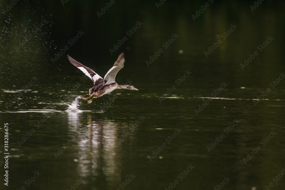 Obraz premium great crested grebe